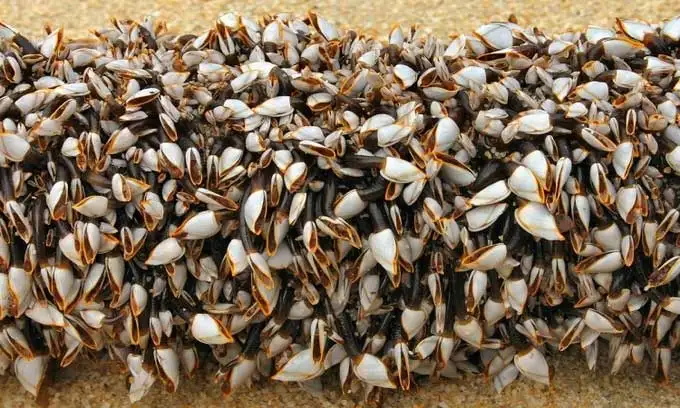 đặc điểm sinh học