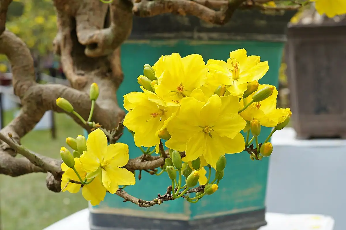 Cây mai Tết và ý nghĩa may mắn, thịnh vượng