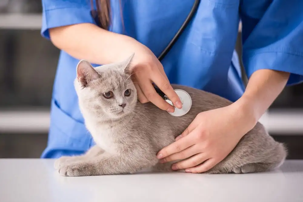 Chăm sóc mèo để phát huy tiềm năng