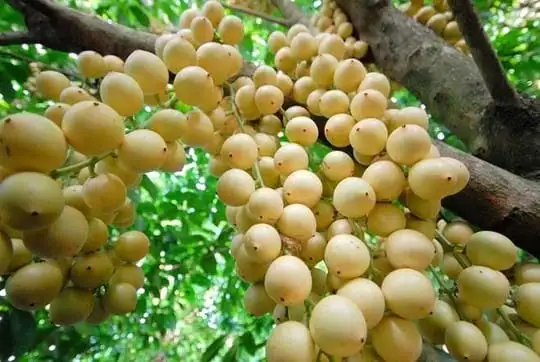 Khám Phá 3 Loại Quả Độc Lạ Chỉ Có Ở Việt Nam