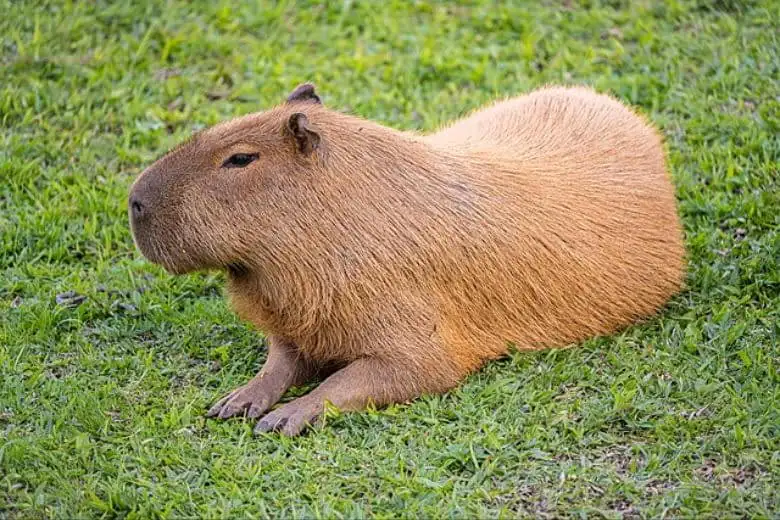 Capybara là gì và đặc điểm loài gặm nhấm lớn nhất thế giới