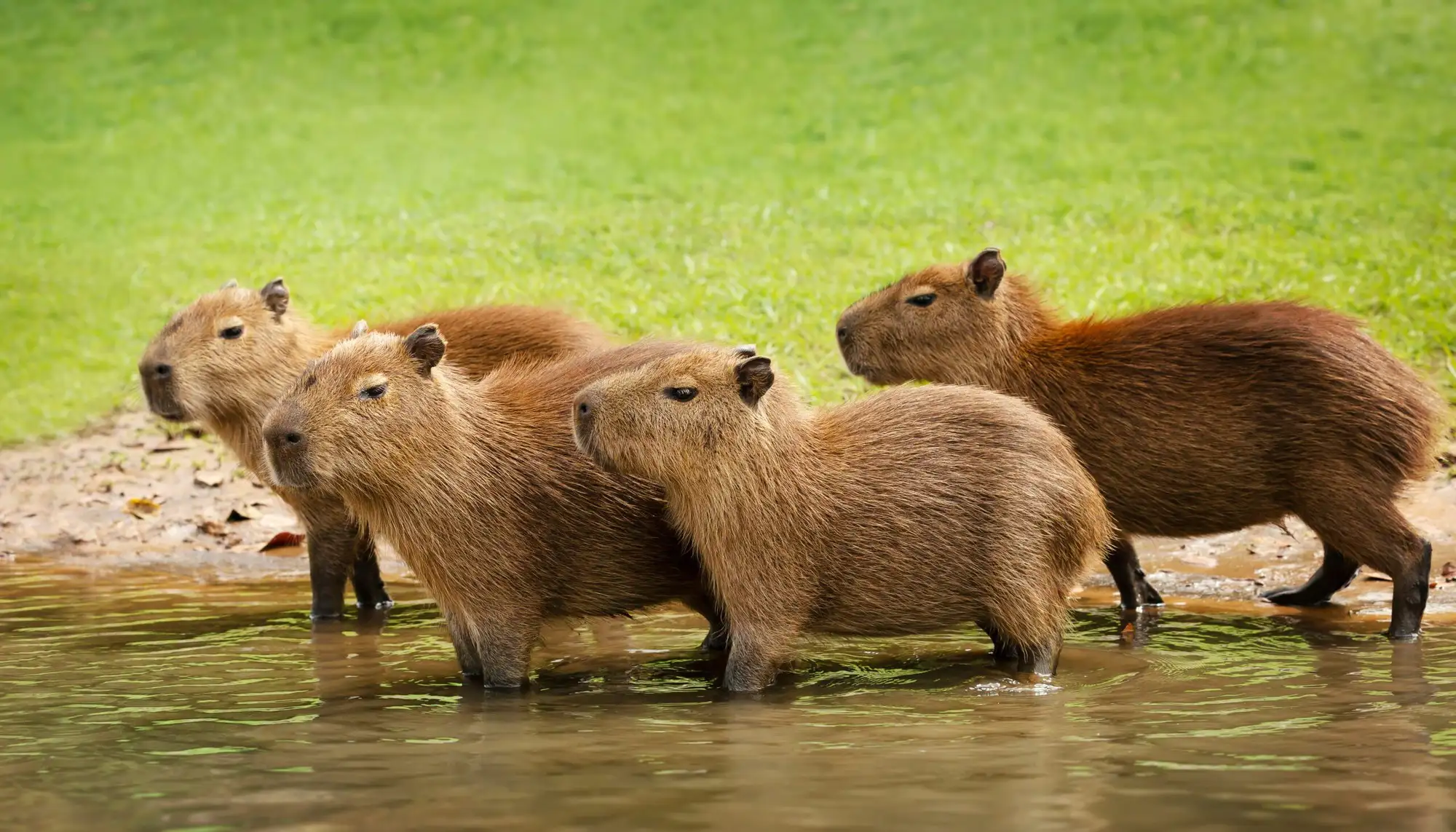 Capybara là gì