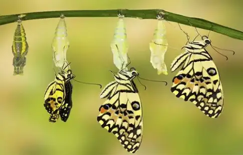 Sâu hóa bướm là gì